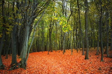 Red leaves in the forest during autumn