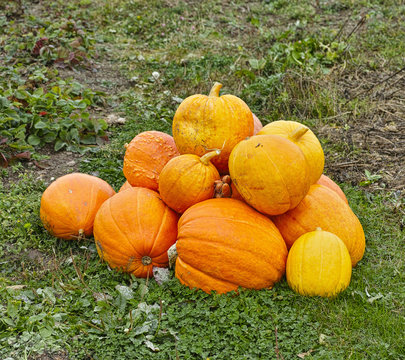 crop of yellow pumpkins at the field