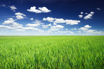Obraz premium Wheat field against blue sky with white clouds. Agriculture scen