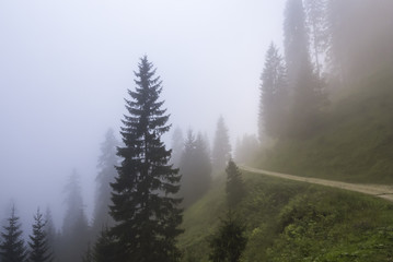 Forest in a foggy day