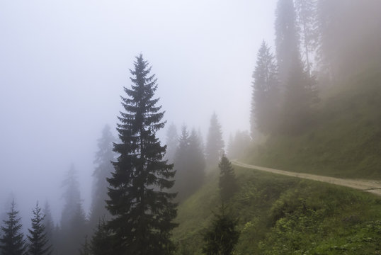 Forest in a foggy day