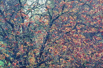 colorful leaves on the branches in the autumn forest