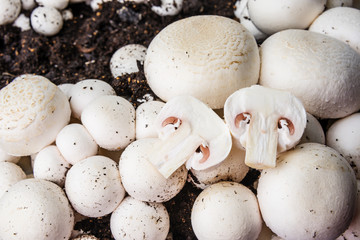 mushrooms - champignons cultivated on a farm