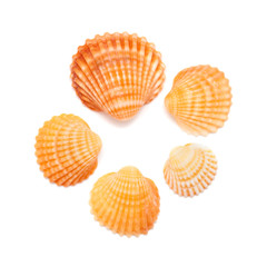 cockle shells
