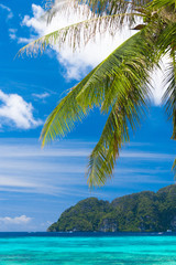 Fototapeta na wymiar Coconut Getaway Green View