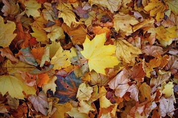 leaf litter