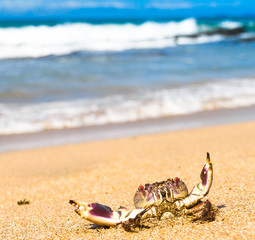 Pure Threat Seafood Posing