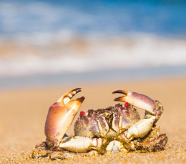 Seafood Posing Cute Animal