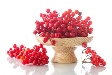viburnum