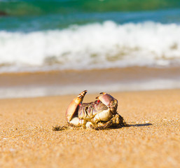 By the Sea Alien Creature