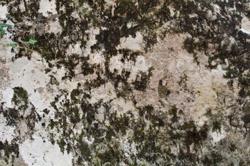 Moss on stone