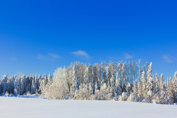 Snow Covered Trees