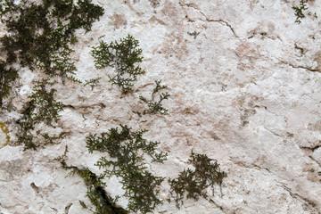 Stone and moss