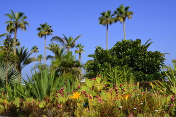 Vegetación exótica en Puerto de la Cruz. Tenerife