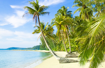 Idyllic Island Palm Panorama