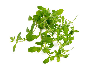 marjoram isolated on white
