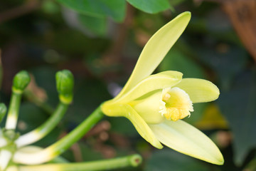 Fototapeta na wymiar fleur de vanille