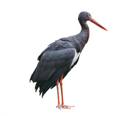 Black stork isolated on white background © vesta48