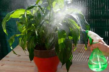 woman watering houseplants with a sprayer