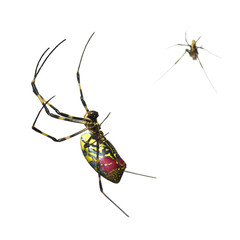 Spider