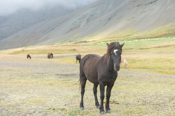 Portrait of Icelandic Wild Horses