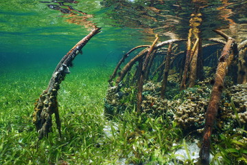 Mangrove underwater with sea life in the roots