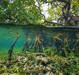 Zelfklevend Fotobehang Over and under water surface in the mangrove © dam