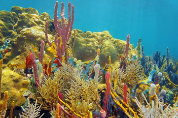 Rainbow of color under sea with corals and sponges