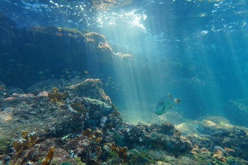 Naklejka na ściany i meble Rays of light underwater on a reef with fish