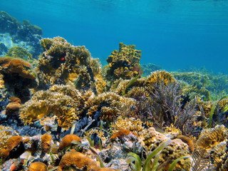 Underwater landscape in a Caribbean coral reef