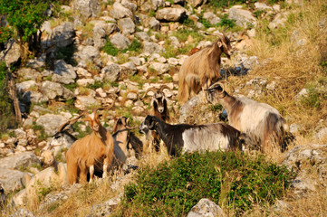Flock of goats