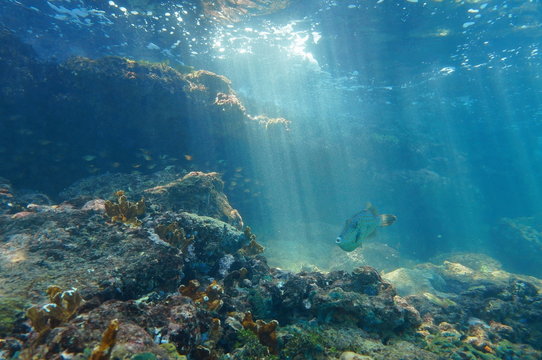 Rays of light underwater on a reef with fish
