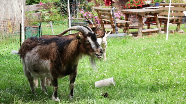Goats ruminating in backyard 