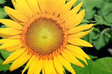 Obraz premium Closeup of Sunflower