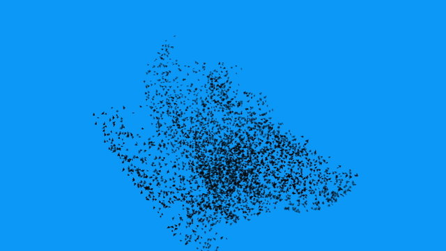 Flock of birds in a large swarm (HD)