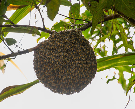 Honeybee swarm hanging on guava tree in nature after rainning