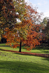 Naklejka premium herbstbaum