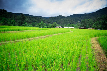 Natural Thai rice field in Chiangmai, Thailand