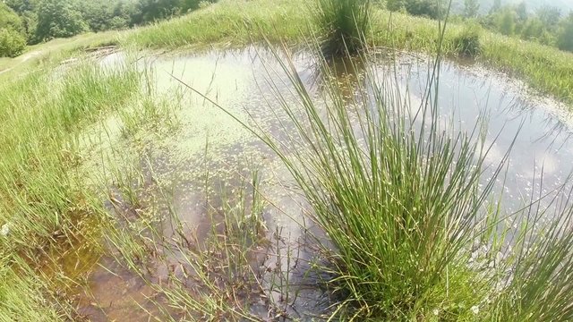 little green mountain lake with dragonflies