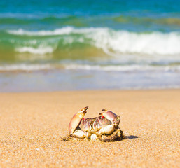 Seafood Posing By the Sea