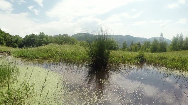 little green mountain lake with dragonflies