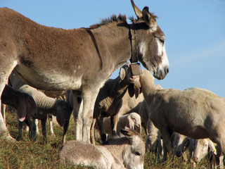 Donkey with many sheep of the great herd grazing