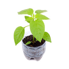 Sweet pepper sprouts