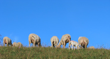 Obraz premium flock of sheep and goats grazing in the mountains