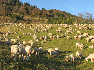 Obraz premium huge flock of sheep and goats grazing in the mountains