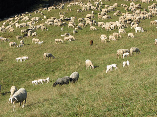 flock of white sheep and goats grazing in the mountains