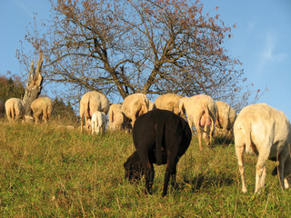 Obraz na płótnie Canvas black sheep in the midst of the flock with many other white she