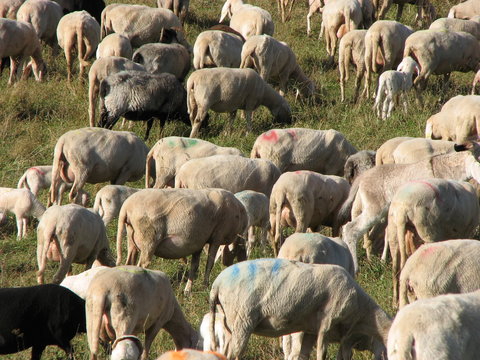 large flock of sheep and goats grazing in the mountains
