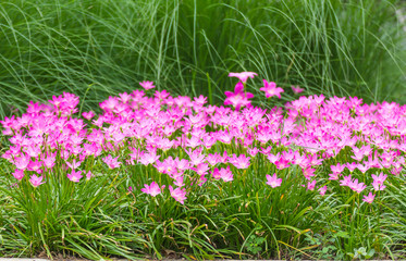 Obraz na płótnie Canvas Pink rain lily flower