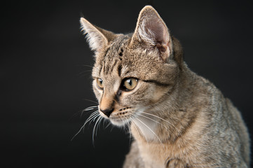 Katze
